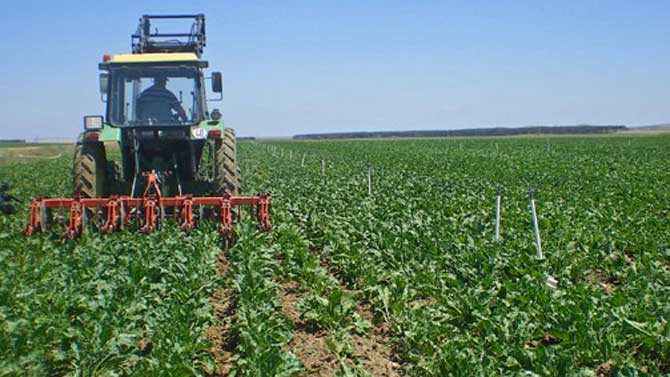 Cultivo de remolacha.