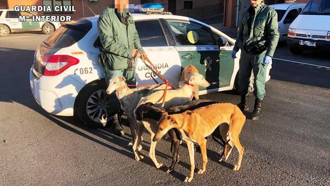 Galgos intervenidos en las detenciones por futivismo en Crespos.