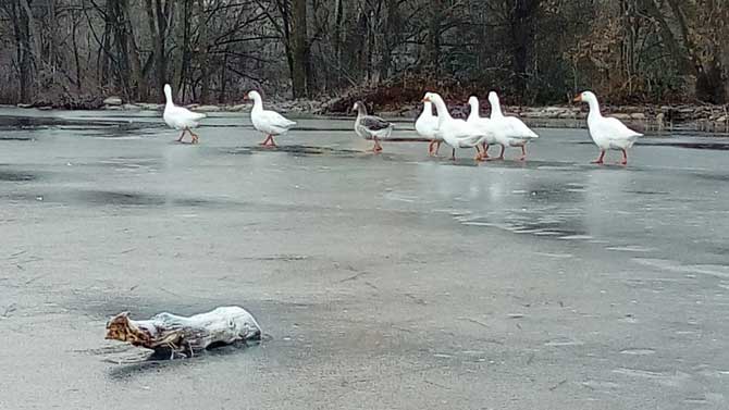 Patos sobre el hielo del r&iacute;o Adaja a su paso por &Aacute;vila en la ma&ntilde;ana del mi&eacute;rcoles.