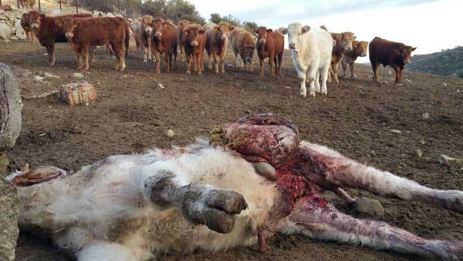 Imagen de archivo de ganado atacado por los lobos.