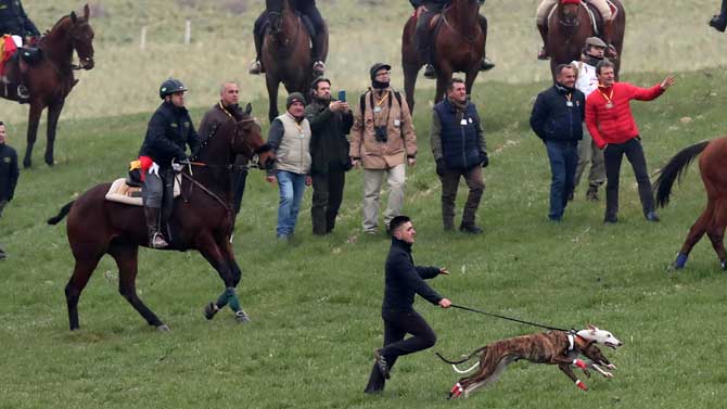 Campeonato de España de Galgos.