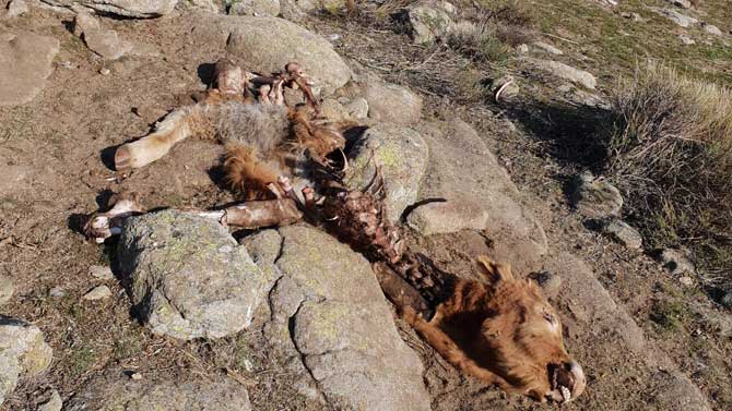 Res muerta por los lobos en El Herradón de Pinares.