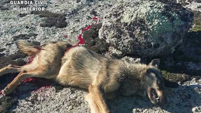 Uno de los lobos abatidos en el caso enjuiciado.