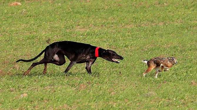 Cuartos de final del Nacional de Galgos.