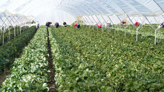 Trabajadoras de la fresa en &Aacute;vila.