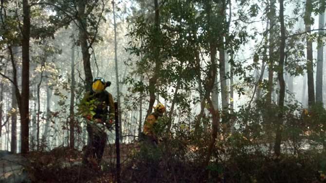 Trabajos selvícolas en un monte de Ávila.