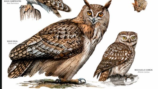 Detalle de un cartel dedicado a las rapaces.