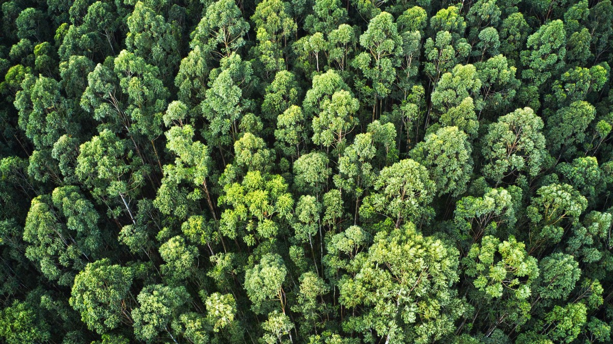 Imagen de arhivo de un bosque.