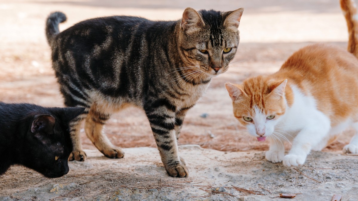 Gatos callejeros.