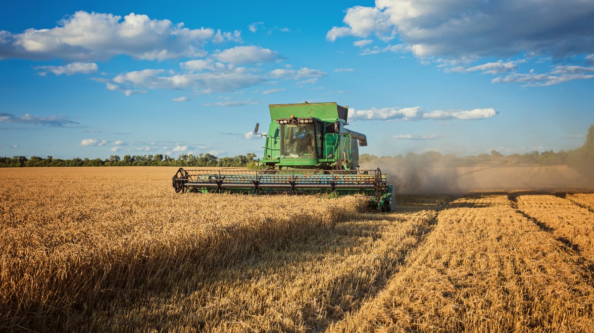 Cosechadora en un campo de cereal.