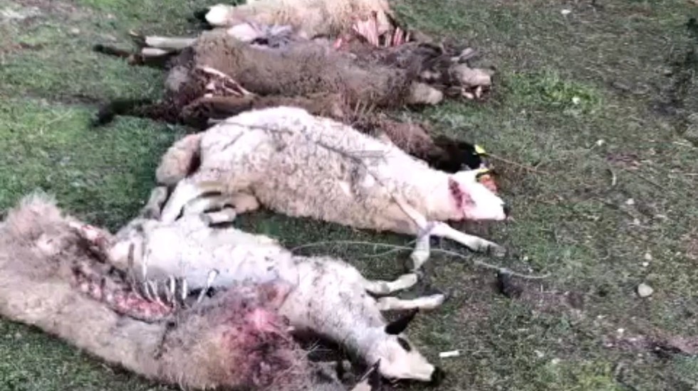 Corderas muertas por los lobos en San Bartolomé de Pinares.