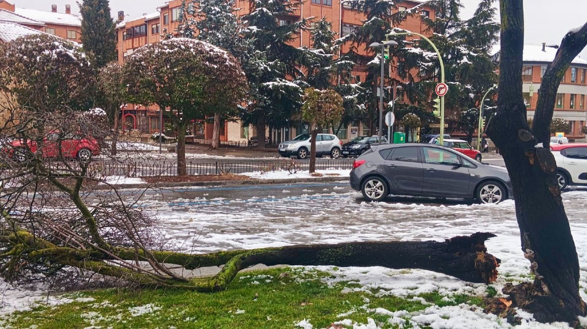 Rama derriba por la nieve en la plaza de Santa Ana.