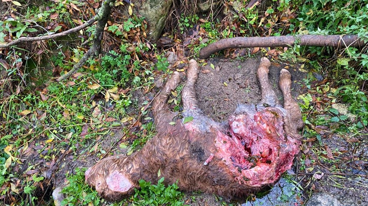 Imagen de archivo de una res muerta por lobos.