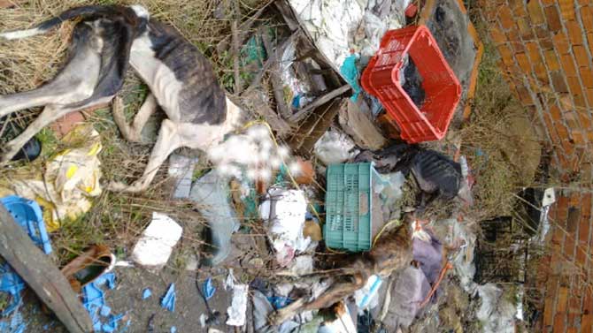 Galgos hallados muertos hace dos años.