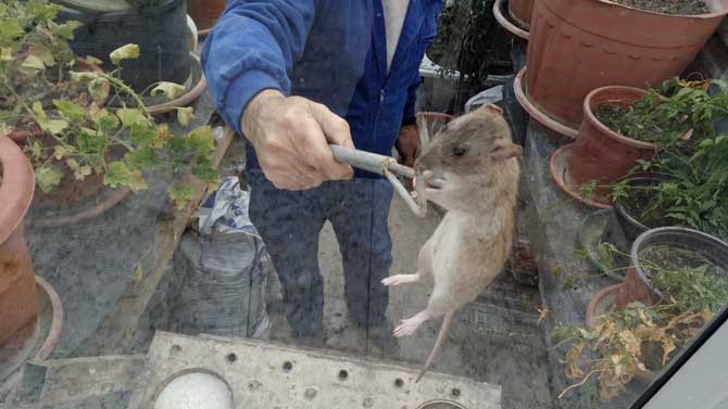Un vecino de Madrigal muestra un roedor.