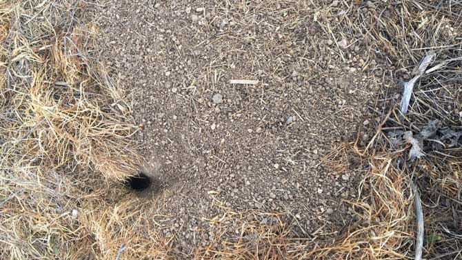 Madriguera de topillos en La Moraña.