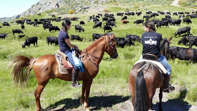 Trashumancia en el puerto del Pico.