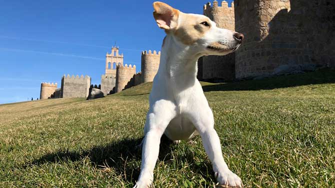 Pipper, el perro turista, en Ávila.
