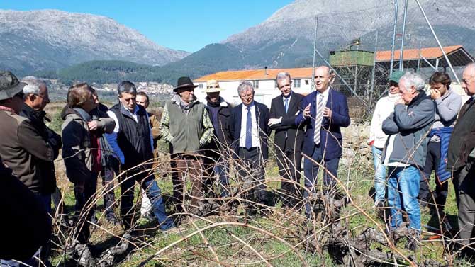 Jornada de la DOP Vinos de Cebreros en San Esteban del Valle.