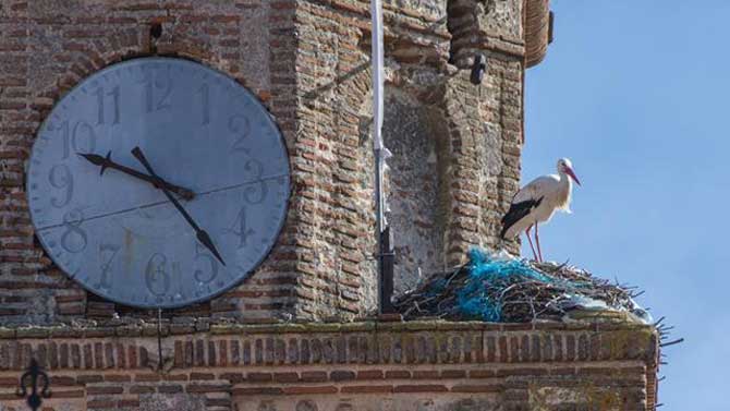 Cigue&ntilde;a en la torre de Santo Domingo en Ar&eacute;valo. Foto; Nacho Martin.