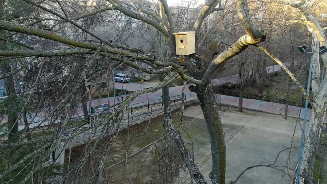 Caja-nido colocada en un árbol del parque de San Antonio.