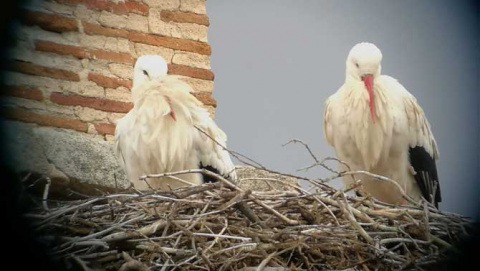 Cigueñas de la españada de Santa Ana.