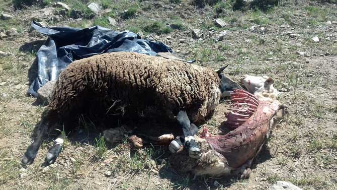 Imagen de archivo de una res muerta por los lobos.