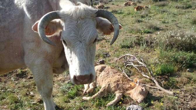 Imagen de archivo de una res con una ternera muerta por los lobos.