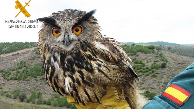 Búho real rescatado en Mingorría.