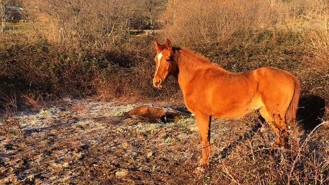 Caballo abandonado por su propietario en Candeleda.