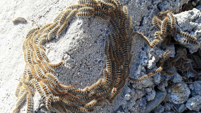 Procesionaria en la vertiente norte de Gredos.