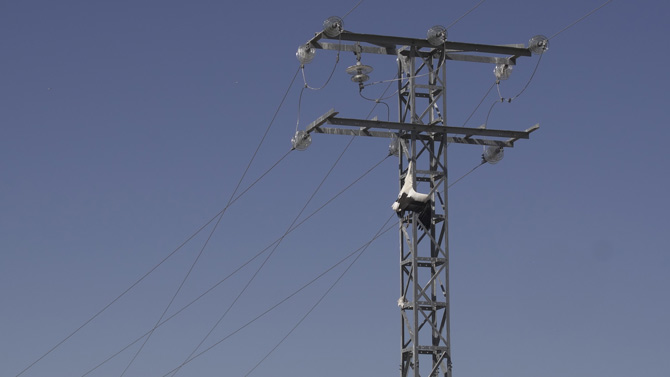 Imagen de archivo de un ave electrocutada en una torreta eléctrica.