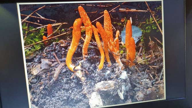 Cordyceps militaris, hongo propuesto como m&eacute;todo para combatir la procesionaria.