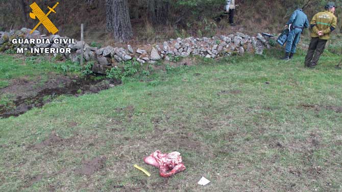 Cebos envenenados encontrados en Gredos.