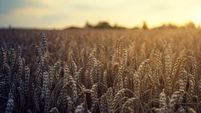 Imagen de archivo de un campo de trigo.