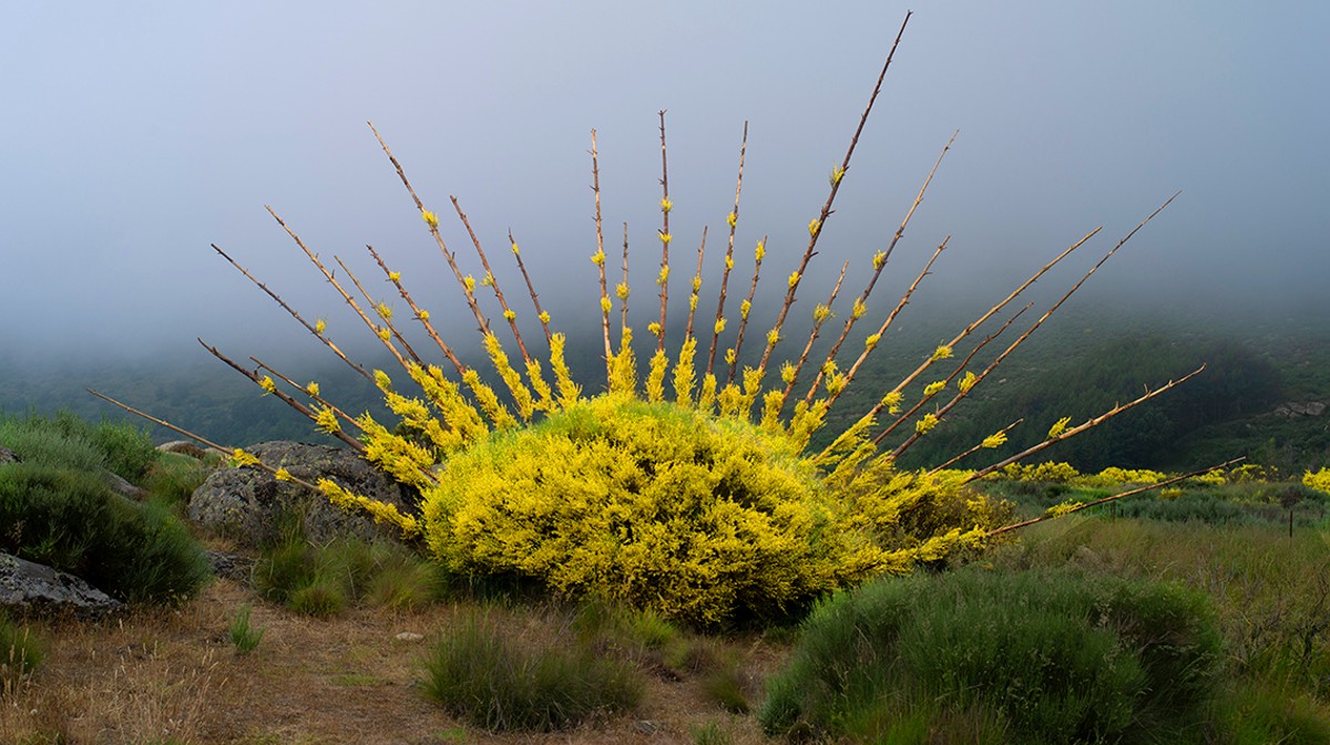 NILS-UDO. Ginsterlicht Luz de Piorno. Broom Piorno. Sierra de Gredos. Hoyocasero, 2021.