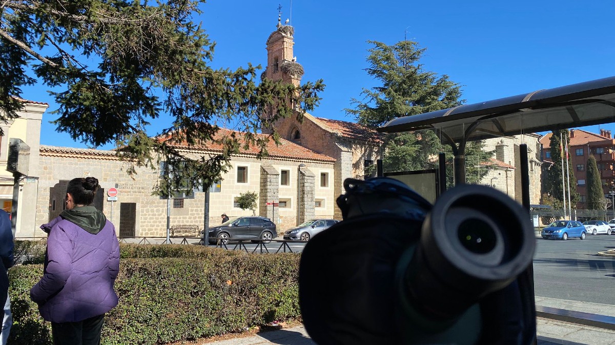 Observación de cigüeñas en la plaza de Santa Ana.