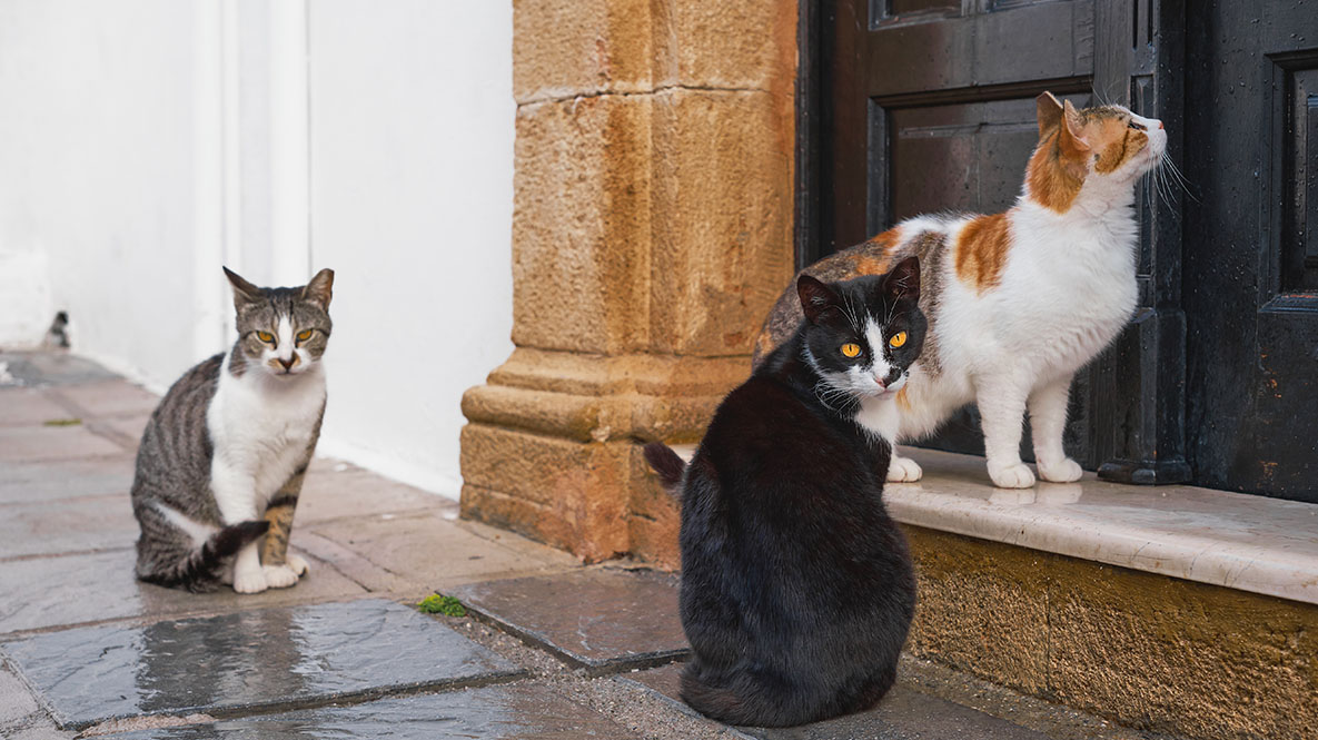 Imagen de archivo de gatos callejeros