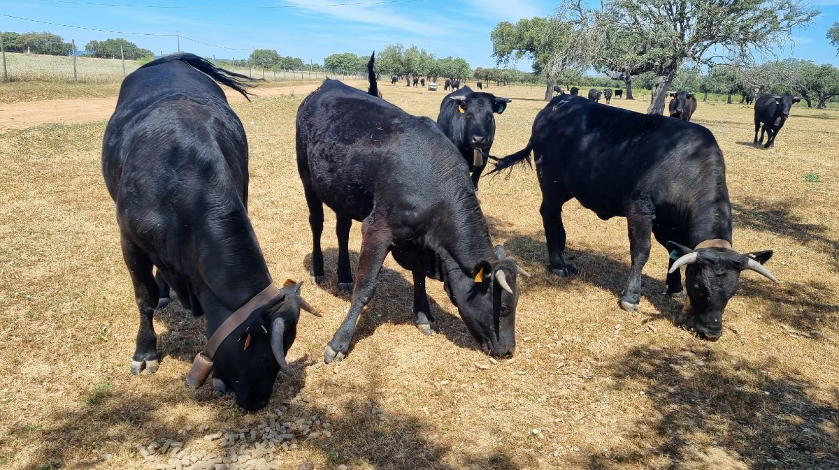 Carne de Ávila pide incluir sementales angus en los cruces con vacas avileñas