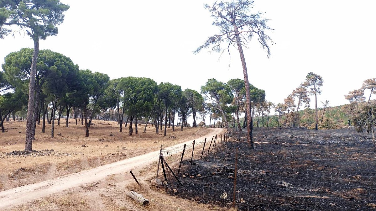 Zona afectada por el incendio de 2025 en Las Navas del Marqu&eacute;s.