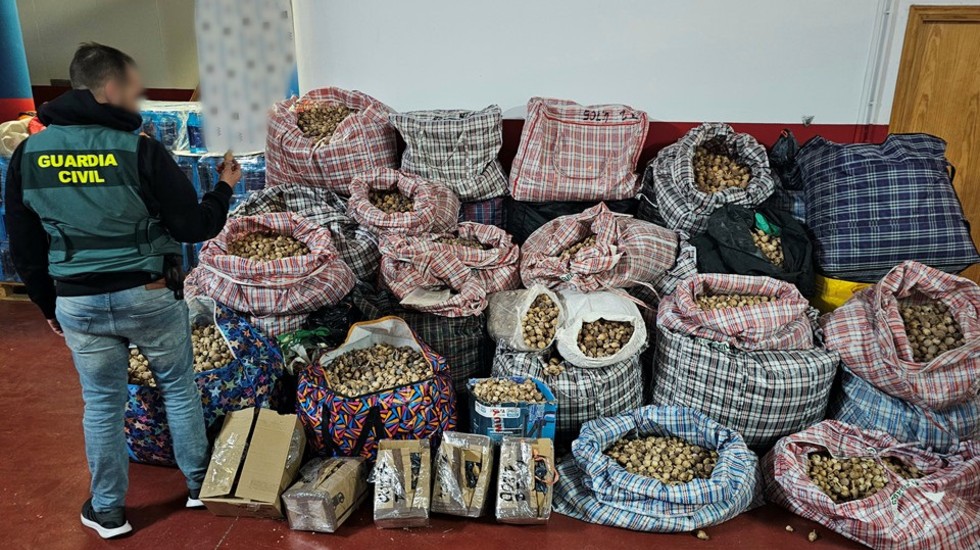 Papaver somniferum o amapola real o adormidera incautada por la Guardia Civil.