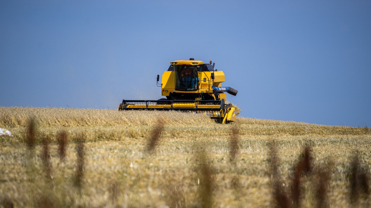Cosechaora en la campa&ntilde;a de cereal.