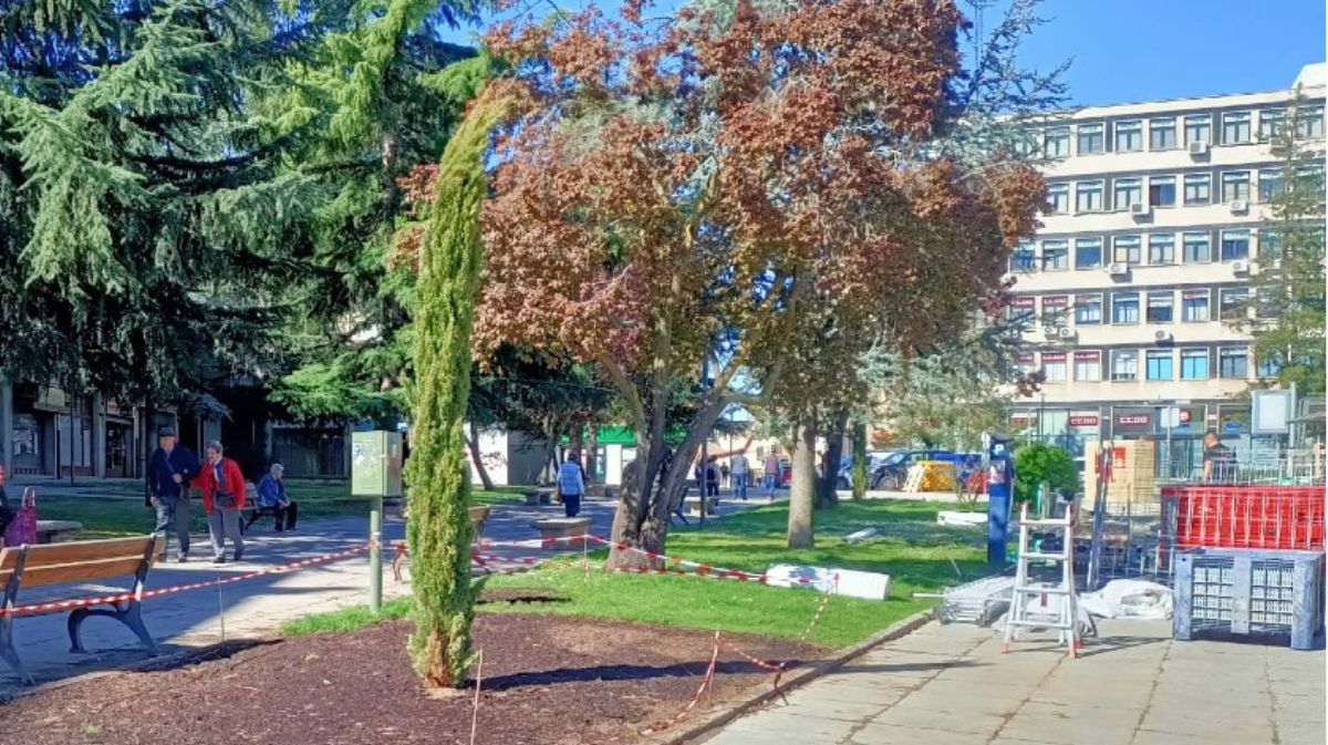 El polen de los cipreses de Ávila servirá para investigar el tratamiento de alergias