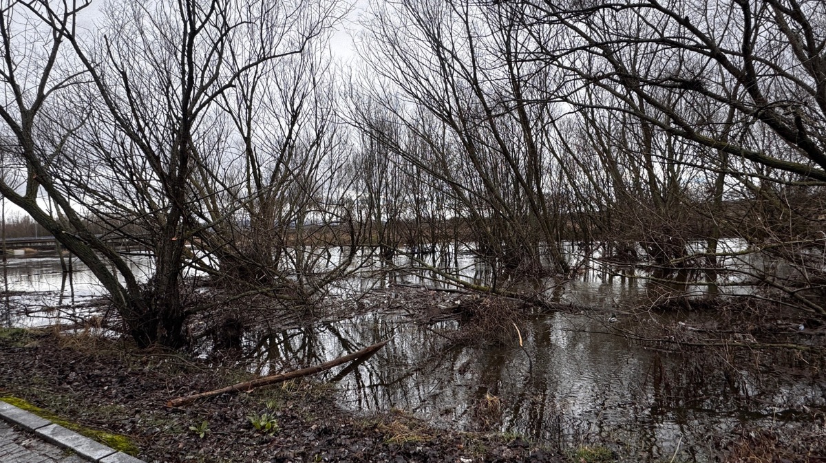 Estado actual del cauce del R&iacute;o Adaja