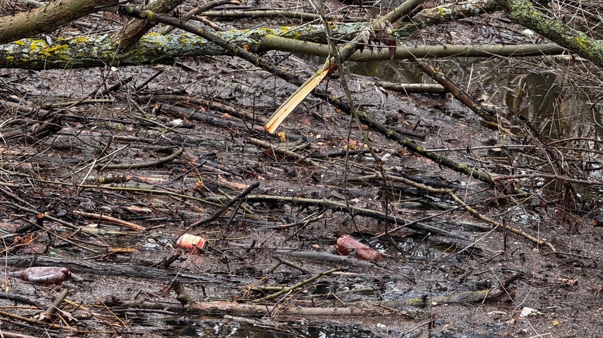 Estado actual del cauce del R&iacute;o Adaja