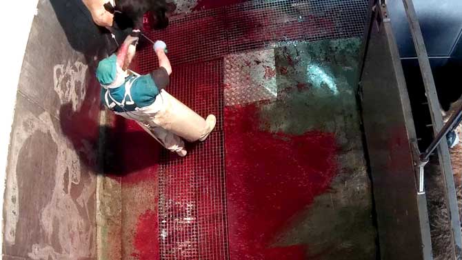 Un trabajador corta las patas de una vaca consciente.