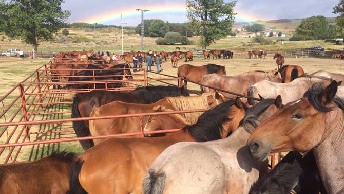 Feria ganadera en Navarredonda de Gredos.
