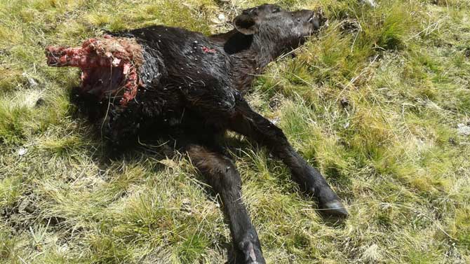 Ternera muerta por los lobos en Peguerinos.