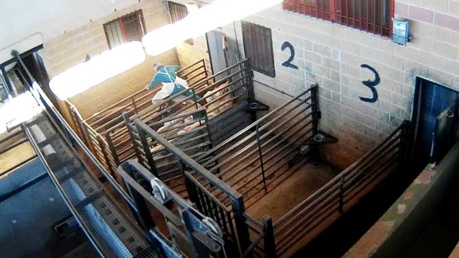 Maltrato animal en un matadero de El Barraco.