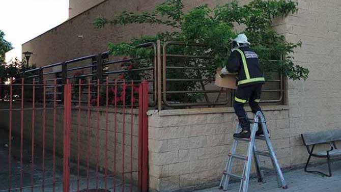 Intervención de los bomberos para la retirada de un avispero.